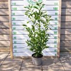 Vavrínovec lekársky (Prunus laurocerasus) ´HERBERGII´ - výška 80-100 cm, kont. C3L (-23°C)